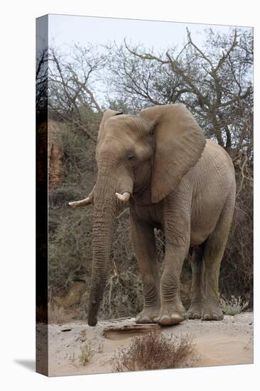 Bull Desert Elephant, Damaraland, Namibia, Africa-Bhaskar Krishnamurthy-Stretched Canvas