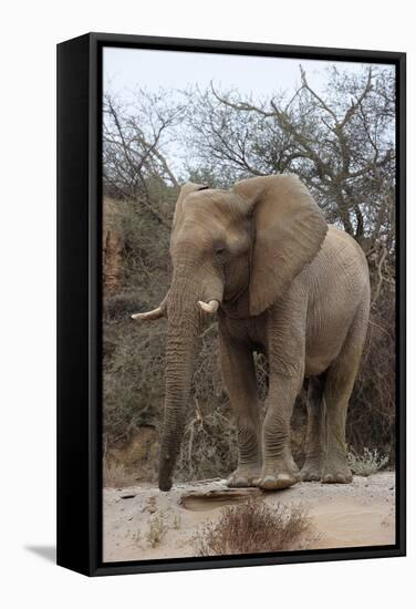 Bull Desert Elephant, Damaraland, Namibia, Africa-Bhaskar Krishnamurthy-Framed Stretched Canvas