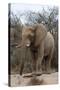 Bull Desert Elephant, Damaraland, Namibia, Africa-Bhaskar Krishnamurthy-Stretched Canvas