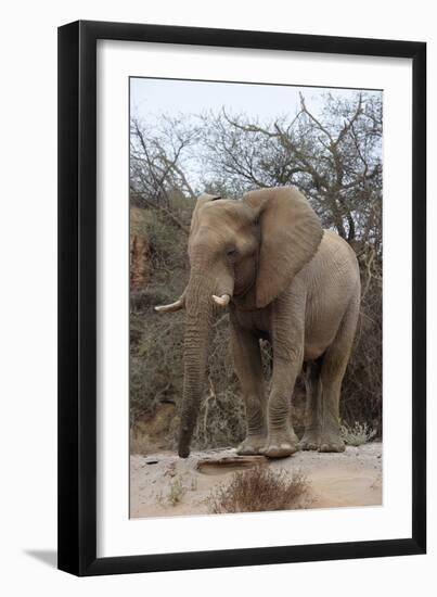 Bull Desert Elephant, Damaraland, Namibia, Africa-Bhaskar Krishnamurthy-Framed Photographic Print