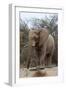 Bull Desert Elephant, Damaraland, Namibia, Africa-Bhaskar Krishnamurthy-Framed Photographic Print