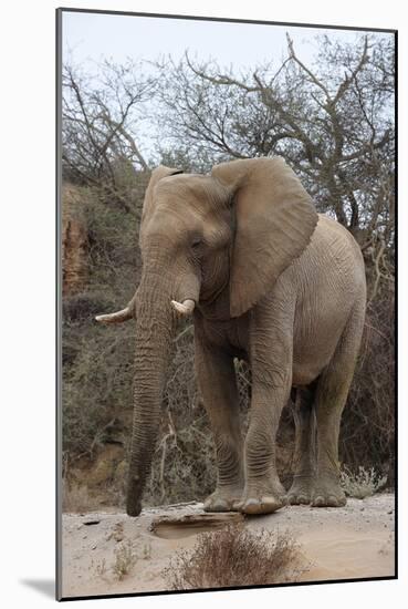 Bull Desert Elephant, Damaraland, Namibia, Africa-Bhaskar Krishnamurthy-Mounted Photographic Print