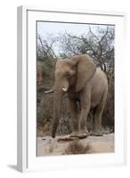 Bull Desert Elephant, Damaraland, Namibia, Africa-Bhaskar Krishnamurthy-Framed Photographic Print