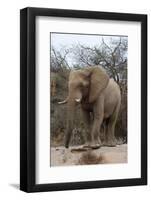 Bull Desert Elephant, Damaraland, Namibia, Africa-Bhaskar Krishnamurthy-Framed Photographic Print