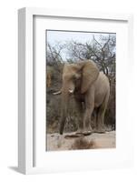 Bull Desert Elephant, Damaraland, Namibia, Africa-Bhaskar Krishnamurthy-Framed Photographic Print