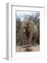 Bull Desert Elephant, Damaraland, Namibia, Africa-Bhaskar Krishnamurthy-Framed Photographic Print