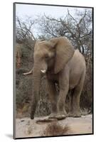 Bull Desert Elephant, Damaraland, Namibia, Africa-Bhaskar Krishnamurthy-Mounted Photographic Print