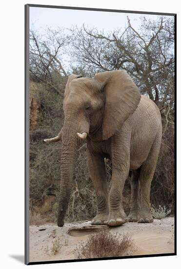 Bull Desert Elephant, Damaraland, Namibia, Africa-Bhaskar Krishnamurthy-Mounted Photographic Print