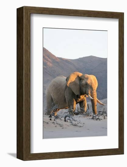 Bull Desert Elephant, Damaraland, Namibia, Africa-Bhaskar Krishnamurthy-Framed Photographic Print