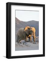 Bull Desert Elephant, Damaraland, Namibia, Africa-Bhaskar Krishnamurthy-Framed Photographic Print