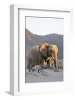 Bull Desert Elephant, Damaraland, Namibia, Africa-Bhaskar Krishnamurthy-Framed Photographic Print