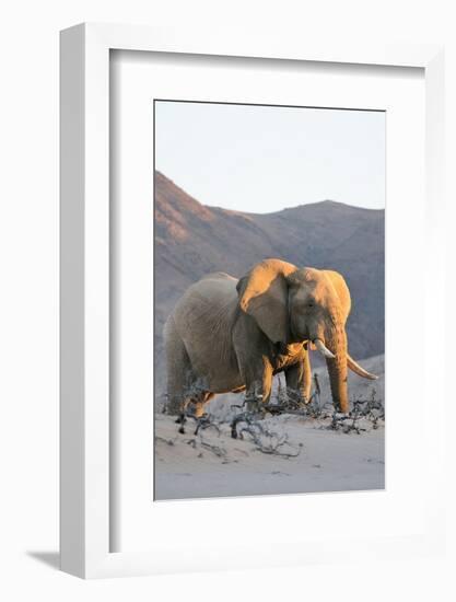 Bull Desert Elephant, Damaraland, Namibia, Africa-Bhaskar Krishnamurthy-Framed Photographic Print