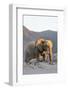 Bull Desert Elephant, Damaraland, Namibia, Africa-Bhaskar Krishnamurthy-Framed Photographic Print