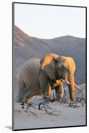 Bull Desert Elephant, Damaraland, Namibia, Africa-Bhaskar Krishnamurthy-Mounted Photographic Print