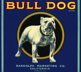 Bulldog Posters Prints Paintings Wall Art Allposters Com