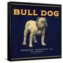 Bull Dog Head - California - Citrus Crate Label-Lantern Press-Framed Stretched Canvas