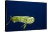 Bull Dolphin in Open Water-Stephen Frink-Stretched Canvas