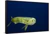 Bull Dolphin in Open Water-Stephen Frink-Framed Stretched Canvas