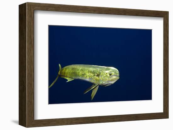 Bull Dolphin in Open Water-Stephen Frink-Framed Photographic Print