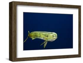 Bull Dolphin in Open Water-Stephen Frink-Framed Photographic Print