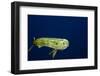 Bull Dolphin in Open Water-Stephen Frink-Framed Photographic Print