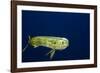 Bull Dolphin in Open Water-Stephen Frink-Framed Photographic Print