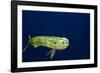 Bull Dolphin in Open Water-Stephen Frink-Framed Photographic Print