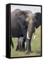 Bull Elephant and Baby-DLILLC-Framed Stretched Canvas