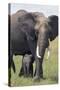 Bull Elephant and Baby-DLILLC-Stretched Canvas