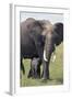 Bull Elephant and Baby-DLILLC-Framed Photographic Print