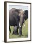 Bull Elephant and Baby-DLILLC-Framed Photographic Print