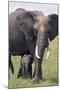 Bull Elephant and Baby-DLILLC-Mounted Photographic Print