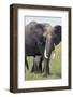 Bull Elephant and Baby-DLILLC-Framed Photographic Print