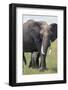 Bull Elephant and Baby-DLILLC-Framed Photographic Print