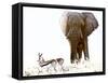 Bull Elephant and Springbok, Etosha, 2017-Eric Meyer-Framed Stretched Canvas