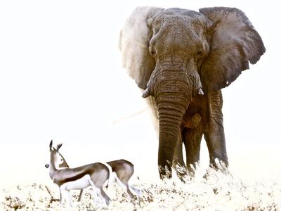 https://imgc.allpostersimages.com/img/posters/bull-elephant-and-springbok-etosha-2017_u-L-Q1FIR0S0.jpg?artPerspective=n
