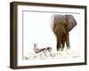 Bull Elephant and Springbok, Etosha, 2017-Eric Meyer-Framed Photographic Print