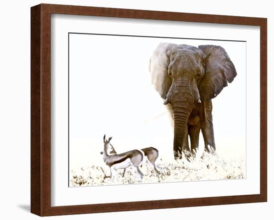 Bull Elephant and Springbok, Etosha, 2017-Eric Meyer-Framed Photographic Print