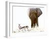 Bull Elephant and Springbok, Etosha, 2017-Eric Meyer-Framed Photographic Print