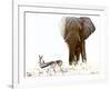 Bull Elephant and Springbok, Etosha, 2017-Eric Meyer-Framed Photographic Print