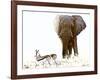 Bull Elephant and Springbok, Etosha, 2017-Eric Meyer-Framed Photographic Print