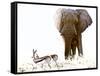 Bull Elephant and Springbok, Etosha, 2017-Eric Meyer-Framed Stretched Canvas