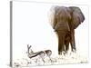 Bull Elephant and Springbok, Etosha, 2017-Eric Meyer-Stretched Canvas