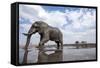 Bull Elephant, Chobe National Park, Botswana-Paul Souders-Framed Stretched Canvas