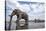 Bull Elephant, Chobe National Park, Botswana-Paul Souders-Stretched Canvas