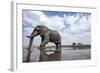 Bull Elephant, Chobe National Park, Botswana-Paul Souders-Framed Photographic Print