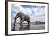 Bull Elephant, Chobe National Park, Botswana-Paul Souders-Framed Photographic Print
