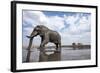 Bull Elephant, Chobe National Park, Botswana-Paul Souders-Framed Photographic Print