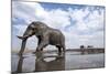 Bull Elephant, Chobe National Park, Botswana-Paul Souders-Mounted Photographic Print