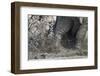 Bull Elephant, Chobe National Park, Botswana-Paul Souders-Framed Photographic Print